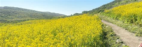 Chacofemme Lesbian Cat On Bluesky