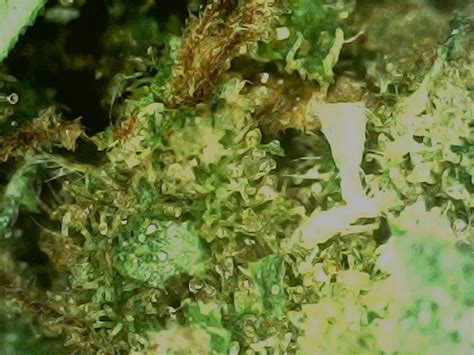 G Alaskan Thunder Fuck Hybrid CannaSense