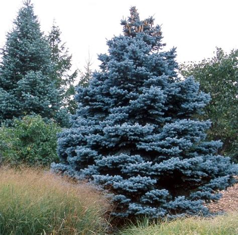 The Best Time To Trim A Blue Spruce Hunker