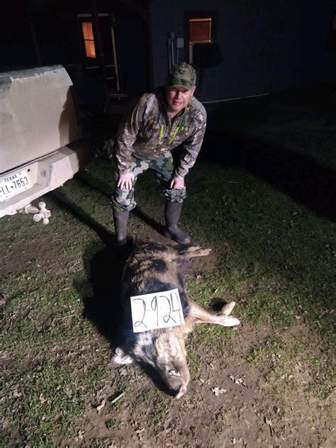 Texas Hog Hunts Unleash The Thrill Of Unlimited Adventures