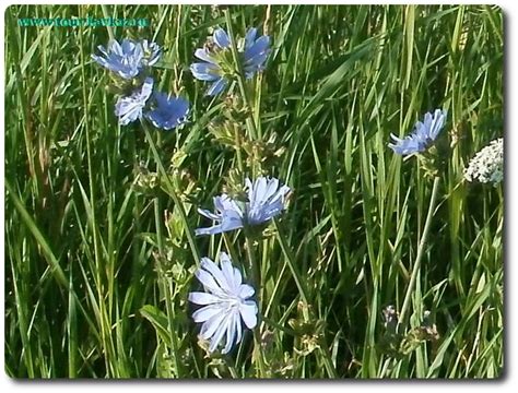 Разнотравие России. Кавказский заповедник и травы