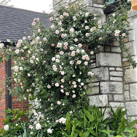 Transform Your Garden with these 8 Best Climbing Roses