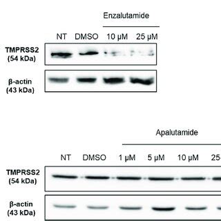 AR And TMPRSS2 Protein And MRNA Expressions In Calu 3 And A549 Lung