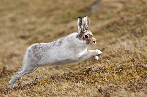 Mountain Hare Leaping Away Animals Teeth Drawing Hare