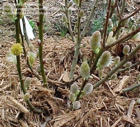 Plantfiles Pictures Salix Species French Pussy Willow Goat Willow