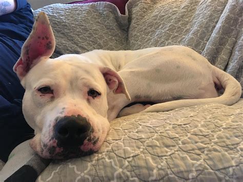 Dogo Argentino Ved Siden Av Pitbull