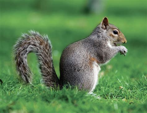 North American Gray Squirrel Rodent Britannica