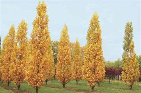 Саженцы липы крупнолистной фастигиата купить в Москве по цене от 1200 ...