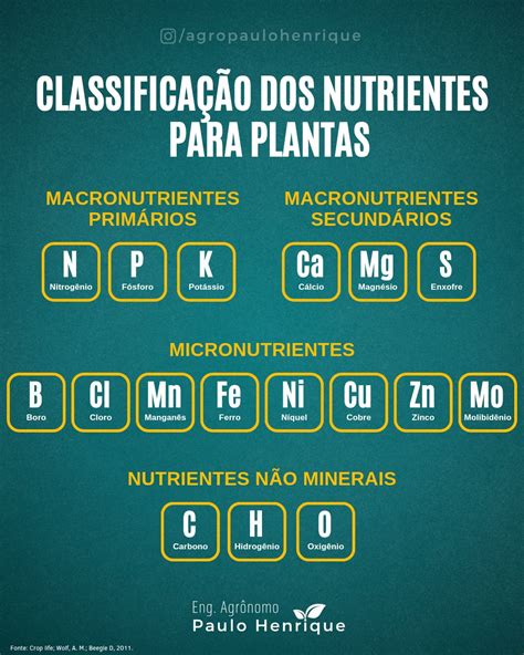 Como As Plantas Conseguem Seus Nutrientes - Os nutrientes para as plantas são classificados de acordo com sua ...