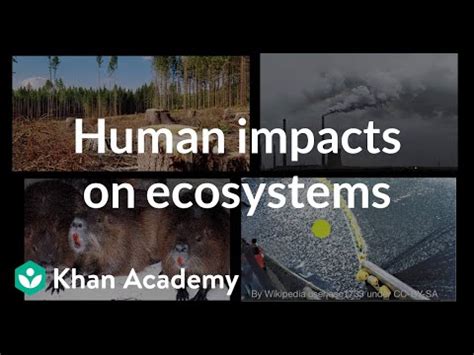 How Do Humans Impact The Environment In A Positive Way