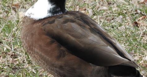 Terriermans Daily Dose Hybrid Ducks Are Common And Good