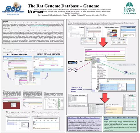 The Rat Genome Database Genome Browser Ppt