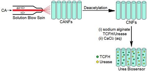 Schematic Diagram Displaying The Preparation Of Cellulose Nanofibrous