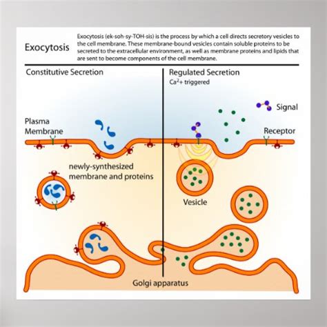 Diagram of the Cellular Process Exocytosis Poster | Zazzle