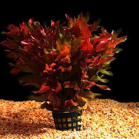 Ротала макрандра (Rotala macrandra), в пучке | Интернет-магазин АкваПитер