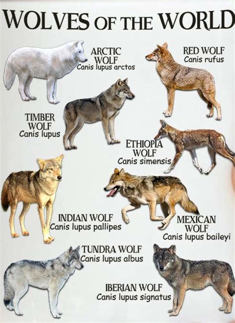 Bear Size Comparison Vs Wolf Chart - Icerem