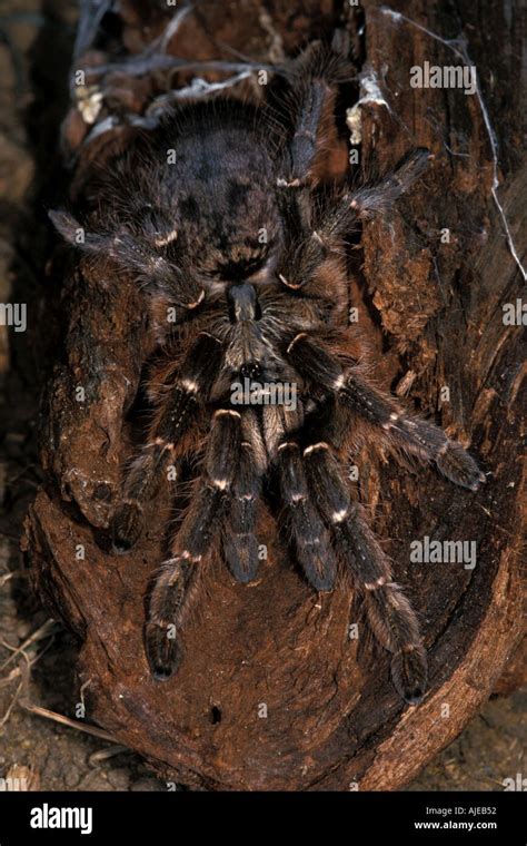 Tarantula Horned Baboon Spider Ceratogyrus Bechuanicus Stock Photo Alamy