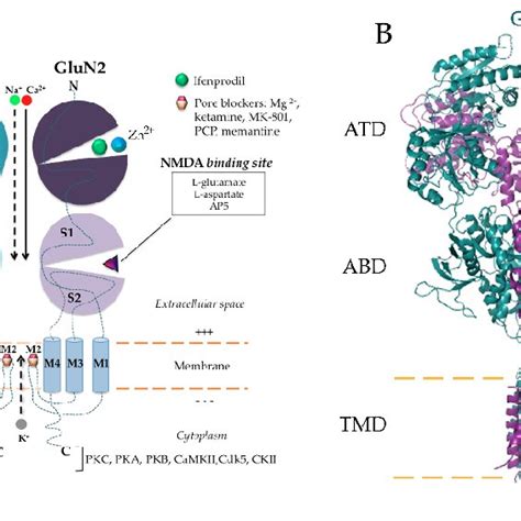 Structure Of GluN1 GluN2 N Methyl D Aspartate Receptor NMDAR With