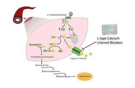 Mechanism Of Action Of Calcium Channel Blockers Download Scientific
