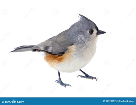 416 Tufted Titmouse White Stock Photos Free And Royalty Free Stock