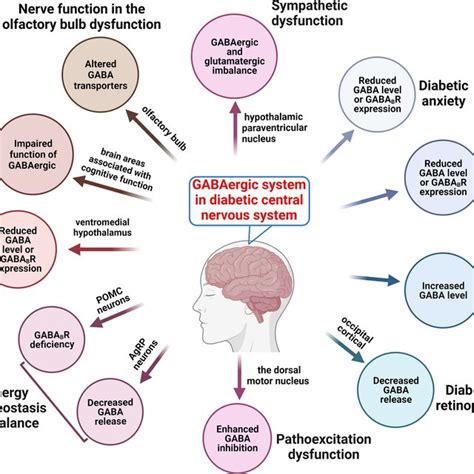 gabaergic system  sympathoexcitation dysfunction disturbances