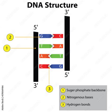 Structure Of Dna Dna Strands Nucleic Acid Hydrogen Bonds Biochemistry