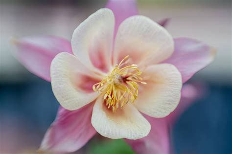 How To Grow Columbine From Seed Gardeners Grail