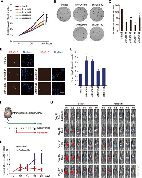 Knockdown Of Plk Or Misp Impaired Tumor Growth In Vitro And In Vivo A