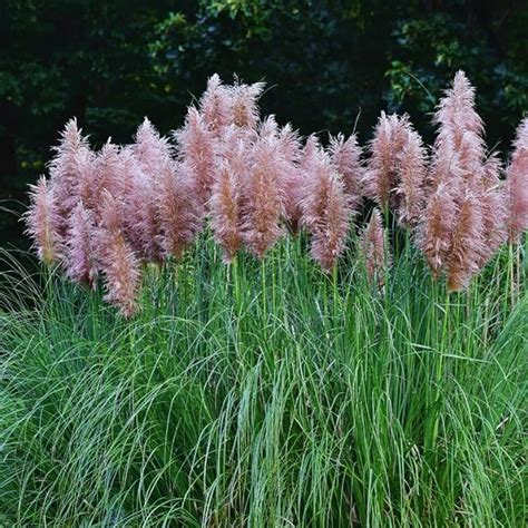 Amazon Pink Pampas Grass Plant Live 5 To 7 Inc Tall Live Pampas