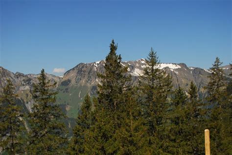 Mountains in Switzerland during May Stock Image - Image of flower, alps ...