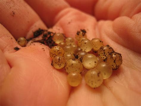 Can Gnats Lay Eggs In Your Skin At Brent Leiker Blog