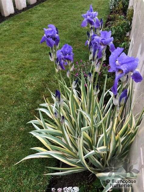 Iris Pallida Variegata From Burncoose Nurseries