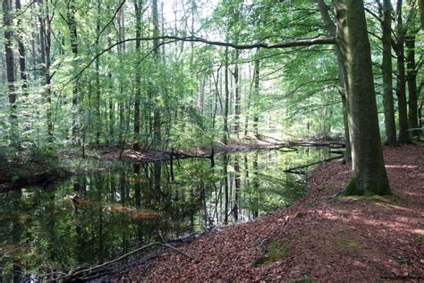 Wandelen Tussen De Waterwerken Het Waterloopbos In Flevoland