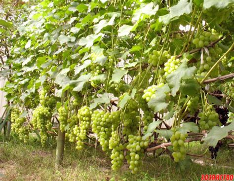 Виноград На Заборе Фото – Telegraph