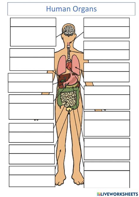 Thyroid Gland Anatomylabeled Diagram Worksheetshuman Organsscience