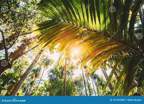 Goa India Bottom View Of Sun Shine Through Tropical Green Vegetation