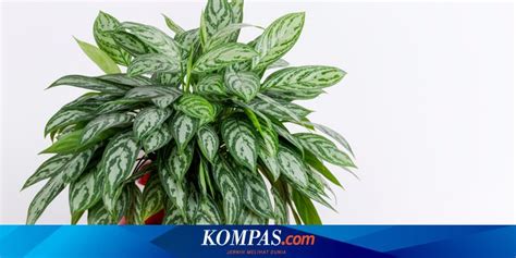 Cara Merawat Tanaman Aglonema Agar Tumbuh Subur Dan Berdaun Banyak