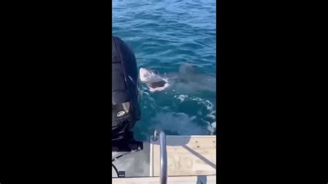 Watch as ‘jerk’ great white shark takes big bite out of woman’s tuna