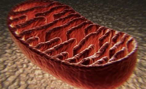 print crossword puzzle partes de las celulas biologia celulas