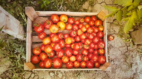Безплатна снимка : растение, плодове, храна, продукция, зеленчук ...