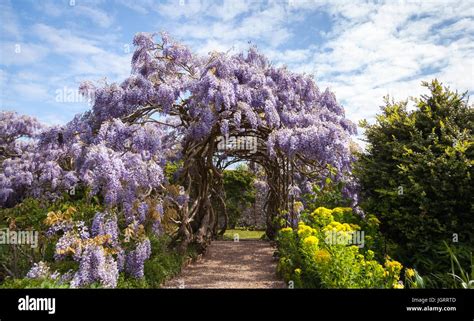 Pergola with white wisteria hi-res stock photography and images - Alamy