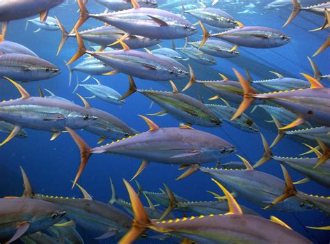 Tuna Fish In Telugu 8
