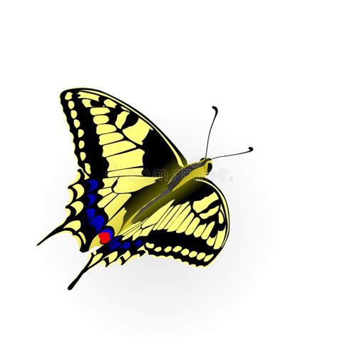 Imago Butterfly Stock Illustrations 130 Imago Butterfly Stock