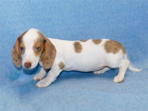 53+ Long Haired Piebald Dachshund Puppies Image - Bleumoonproductions