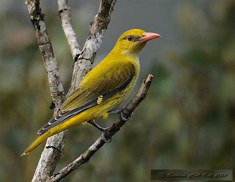 Indian Golden Oriole Oriolus Kundoo Oriolus Oriolus Kundoo Female