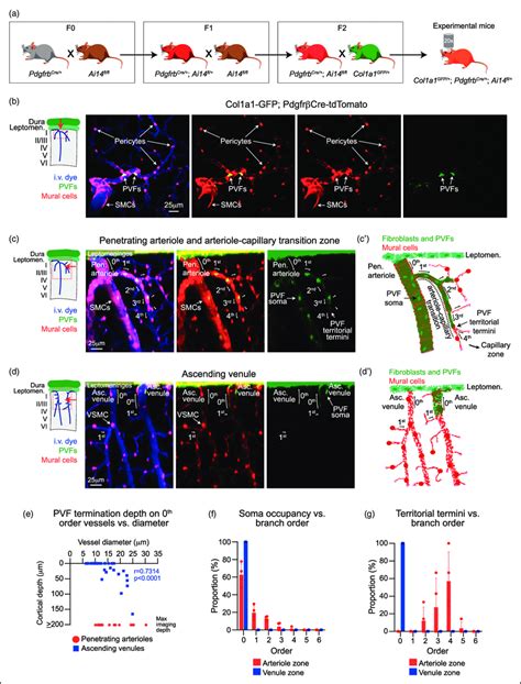 Col A Expressing Perivascular Fibroblasts Coexist With Mural Cells On