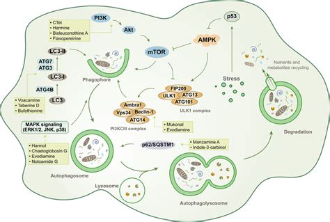 Schematic Overview Of Autophagy The Autophagy Process Begins With The