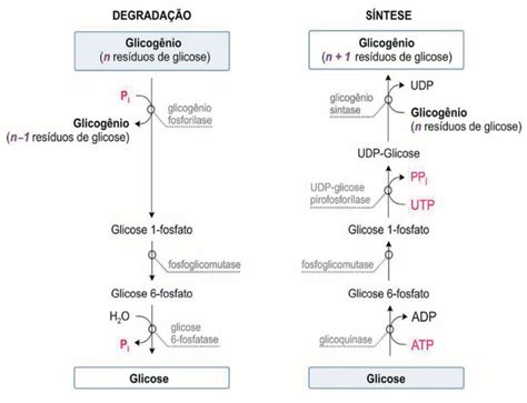 Por Que Precisamos Quebrar O Carboidrato - Carboidratos - ProEnem