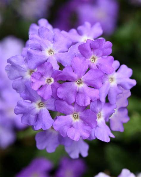 Trailing Verbena Lavender From Wallish Greenhouses