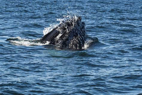 Whales Of Iceland Which Whales Can You Find Around Iceland